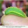 polyommatus daphnis larva4a